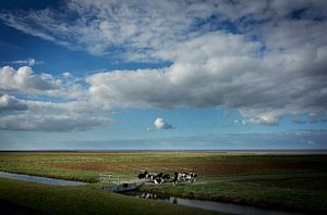 Les vaches dans le marais salant sur Bo Scheeringa Photography