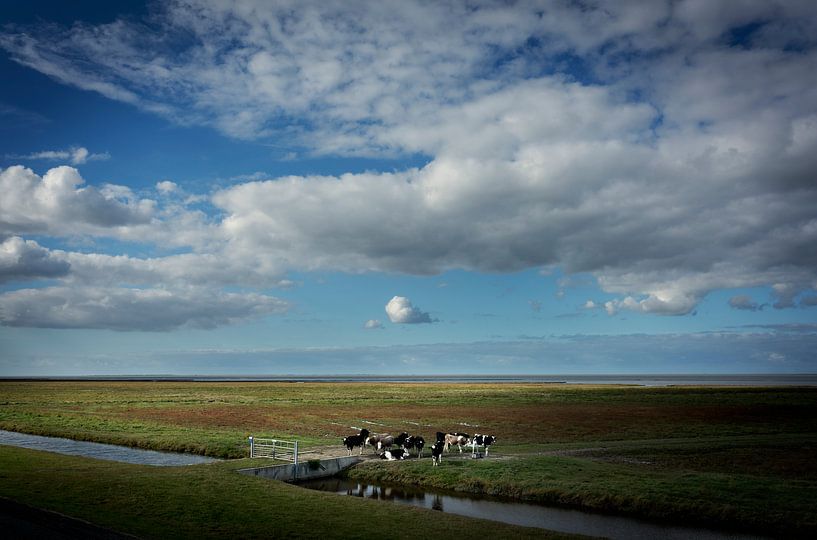 Koeien grazen in de kwelders van Groningen van Bo Scheeringa Photography