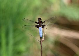 Plattbauch von Matthias Brix