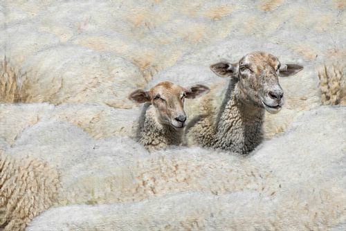 The Wool Factory 8