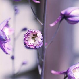 Blume Violett von Agnes Meijer