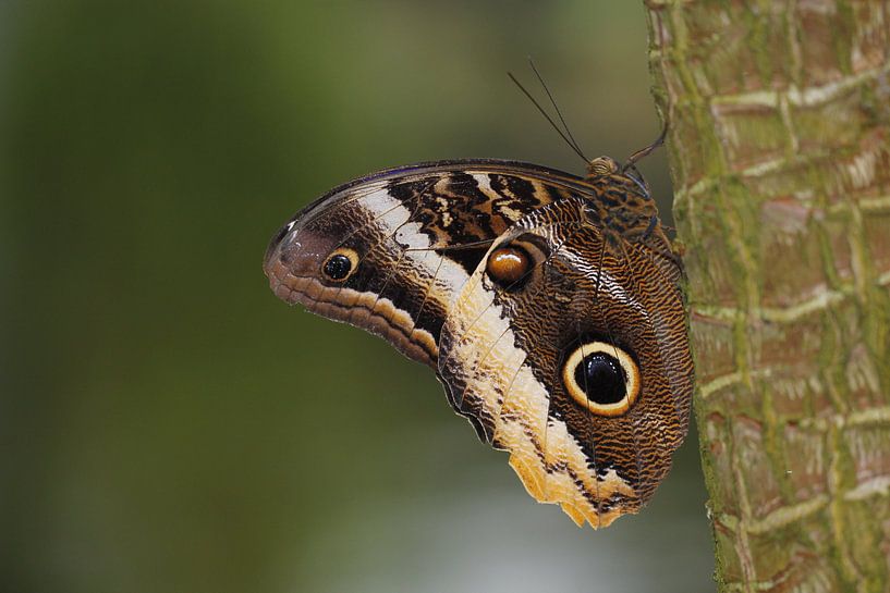 Morpho Menelaus vlinder par Frouwkje Fotografie