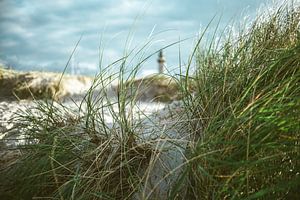 Dünengras am Strand von Bild.Konserve