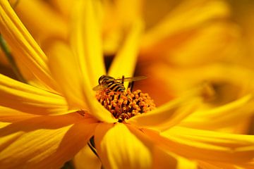 Blühender Gelber Sonnenhut (Rudbeckia), Blumen, Deutschland von Torsten Krüger