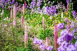 Sommerliche Blumenwiese in voller Blüte von Patrick Kilb