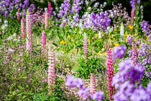 Une prairie fleurie en pleine floraison