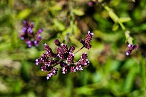 Kleine violette Blume auf der javanischen Wiese