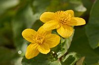 Guimauve commune en fleurs