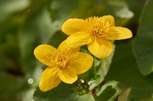 Marsh marshmallow in bloom