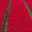 Rote Tulpen von Robert Kersbergen Miniaturansicht