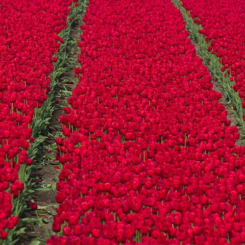 Red Tulips