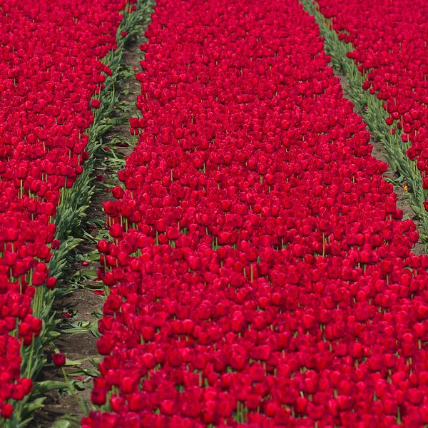 Rote Tulpen von Robert Kersbergen