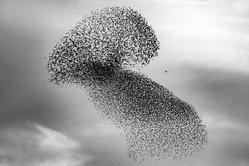 Gruppe von Staren (Sturnus vulgaris) im Flug