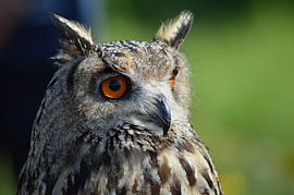 Siberische Oehoe / Siberian eagle owl by Pascal Engelbarts