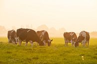 Koeien in een weiland tijdens een mistige zonsopgang van Sjoerd van der Wal Fotografie thumbnail