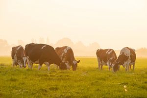 Kühe auf einer Wiese bei einem nebligen Sonnenaufgang von Sjoerd van der Wal Fotografie