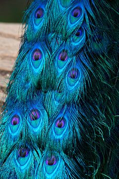 Peacocks tail 