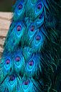 Pauwen staart wat een mooie kleuren von T. van der Kolk Miniaturansicht