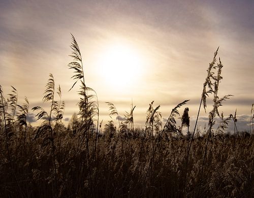 Zonsondergang achter het riet