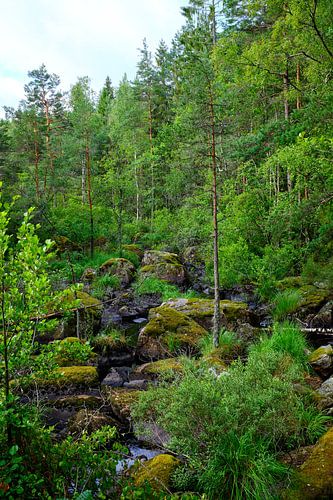 Zweeds landschap 012