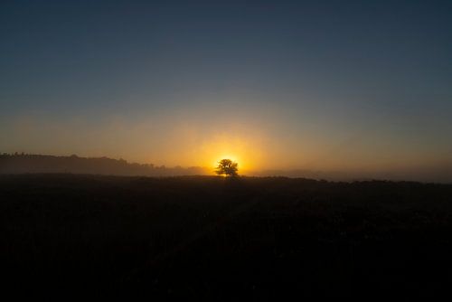 The Drentse heath during sunrise