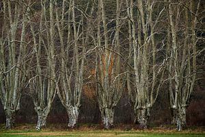 Versteckte Wälder Nr. 3 von Lars van de Goor