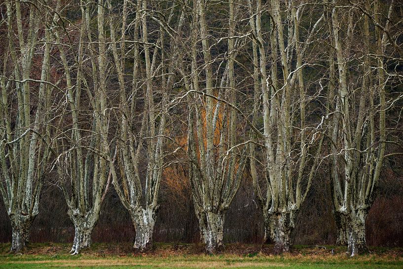 Verborgen Bossen III van Lars van de Goor