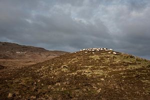Moutons sur une colline