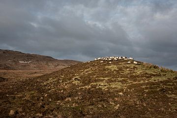 Schafe auf einer Bergkuppe von Bo Scheeringa Photography