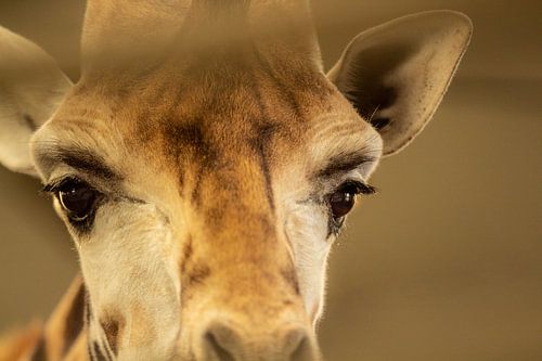 Giraffe face