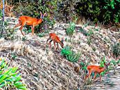 Roe Deer And Two Young by Dorothy Berry-Lound thumbnail