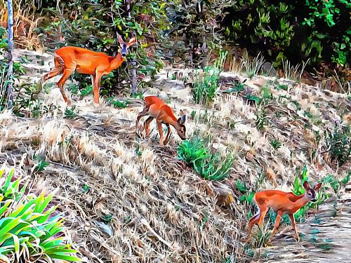 Chevreuil Biche et deux faons