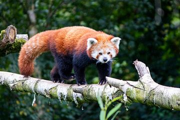 Rode Panda aan de wandel van Dennis Hooiveld