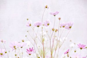 cosmea