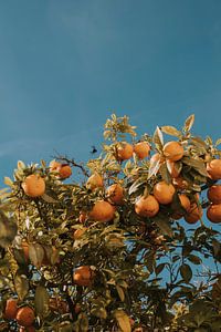 Orangenbäume in der Stadt Faro, Algarve Portugal