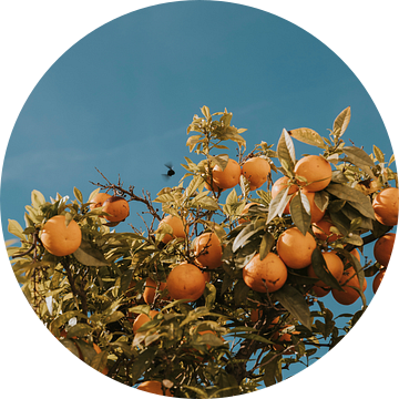 Sinaasappelbomen in Faro stad, Algarve Portugal van Manon Visser