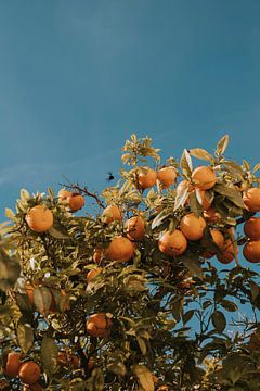 Sinaasappelbomen in Faro stad, Algarve Portugal van Manon Visser