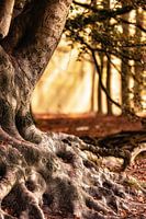 Autumn Symphony 6