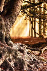 Herbstsinfonie 6