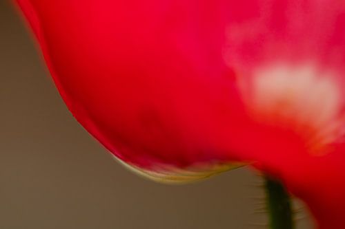 Essence of the Poppy
