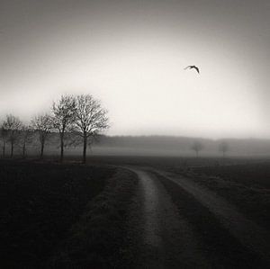 Country Lane