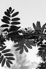 Wood details in black and white! van Gijsje Bergs