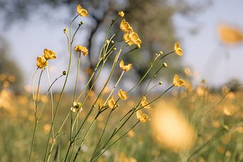 Des renoncules dans la lumière du soir