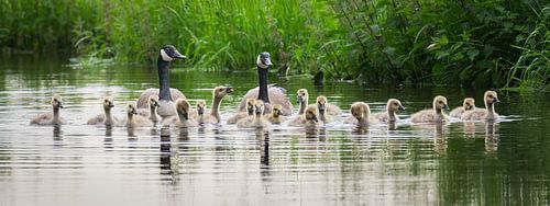 Canada goose flock with 18 pullets (panorama) by Fotografie Jeronimo