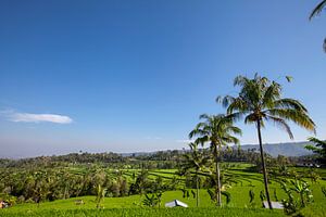 Twee hutten in weelderige groene rijstvelden in Sidemen, Bali, Indonesië