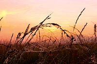 toile d'araignée au lever du soleil