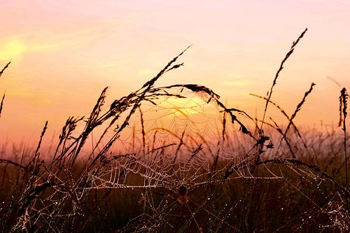 Spinnennetz mit Sonnenaufgang