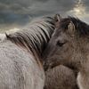 Horses by Yvonne Blokland