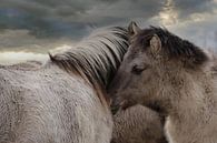 Paardjes van Yvonne Blokland thumbnail