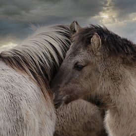 Chevaux sur Yvonne Blokland